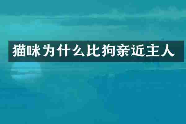 猫咪为什么比狗亲近主人