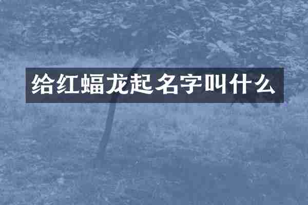 给红蝠龙起名字叫什么
