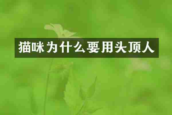 猫咪为什么要用头顶人