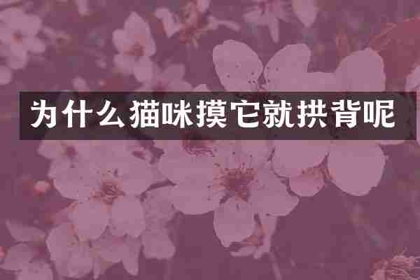 为什么猫咪摸它就拱背呢