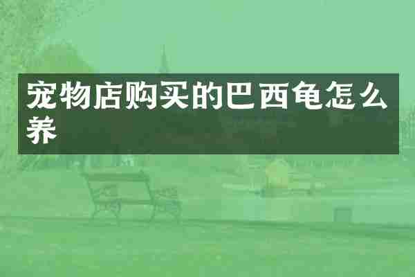 宠物店购买的巴西龟怎么养