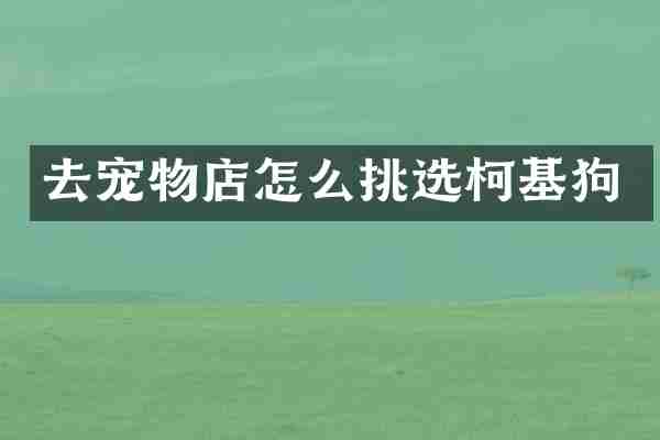 去宠物店怎么挑选柯基狗