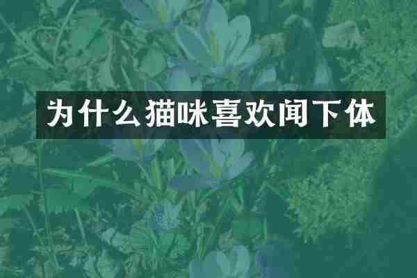 为什么猫咪喜欢闻下体