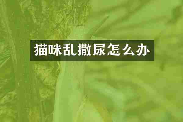 猫咪乱撒尿怎么办