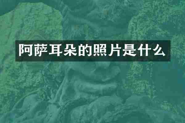 阿萨耳朵的照片是什么