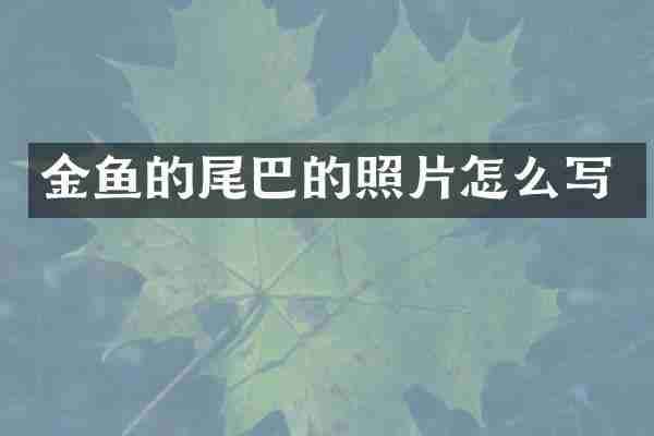 金鱼的尾巴的照片怎么写