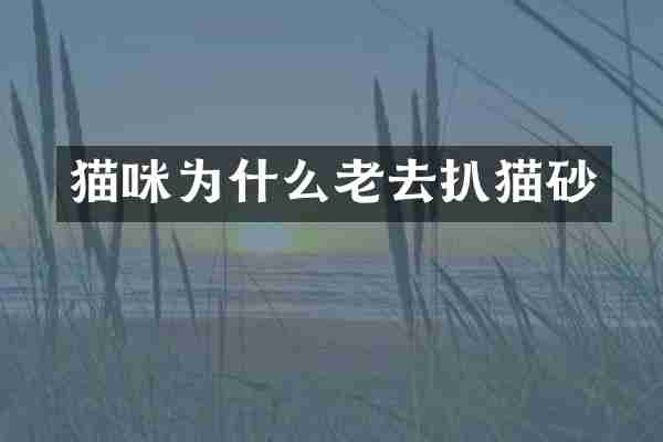 猫咪为什么老去扒猫砂