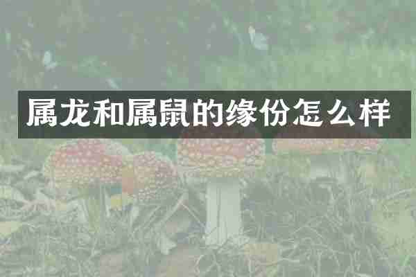 属龙和属鼠的缘份怎么样