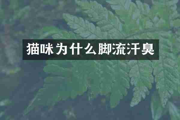 猫咪为什么脚流汗臭