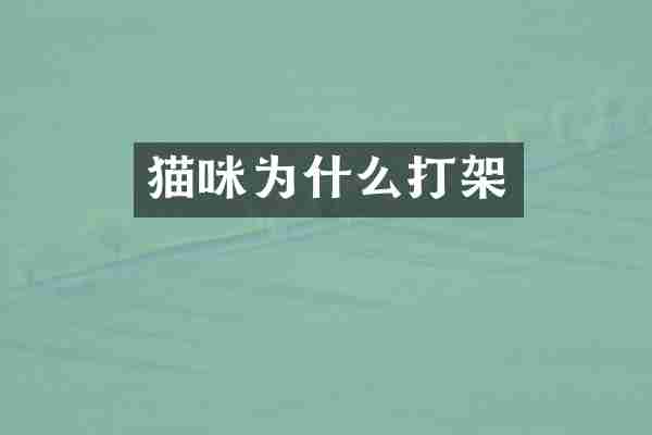 猫咪为什么打架
