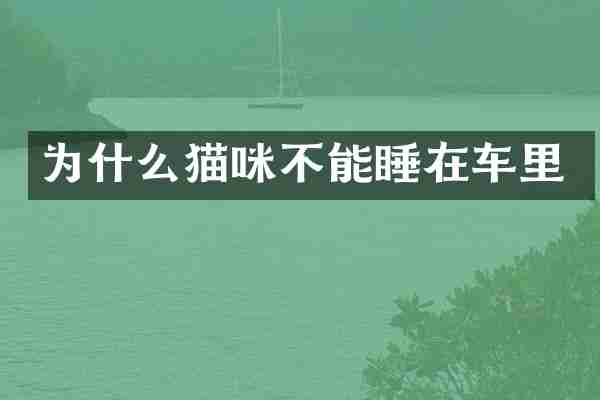 为什么猫咪不能睡在车里