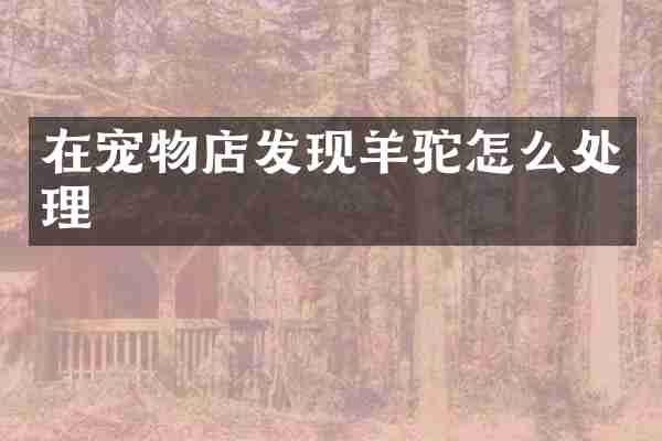 在宠物店发现羊驼怎么处理