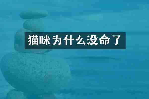猫咪为什么没命了