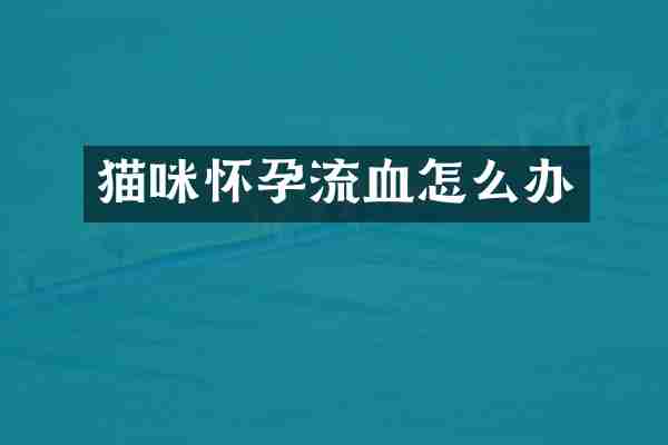 猫咪怀孕流血怎么办