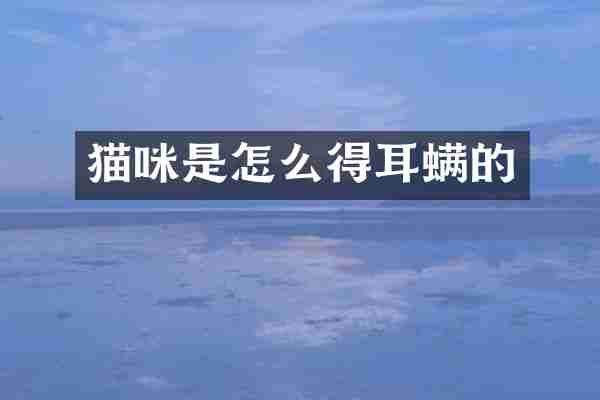 猫咪是怎么得耳螨的