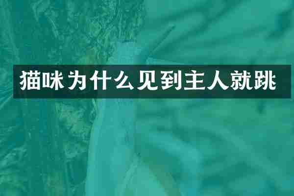 猫咪为什么见到主人就跳