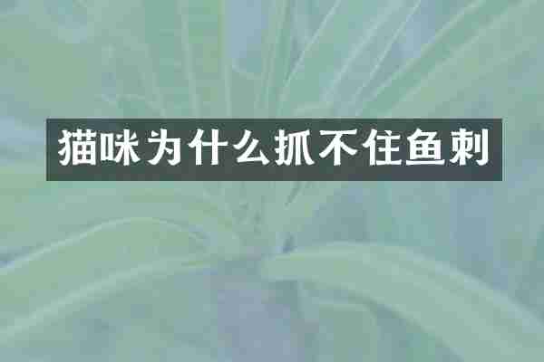 猫咪为什么抓不住鱼刺