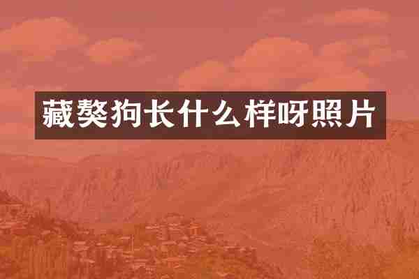 藏獒狗长什么样呀照片