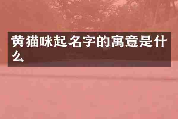 黄猫咪起名字的寓意是什么