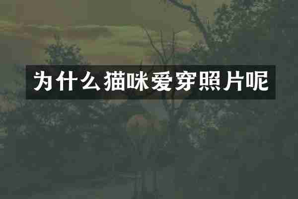 为什么猫咪爱穿照片呢