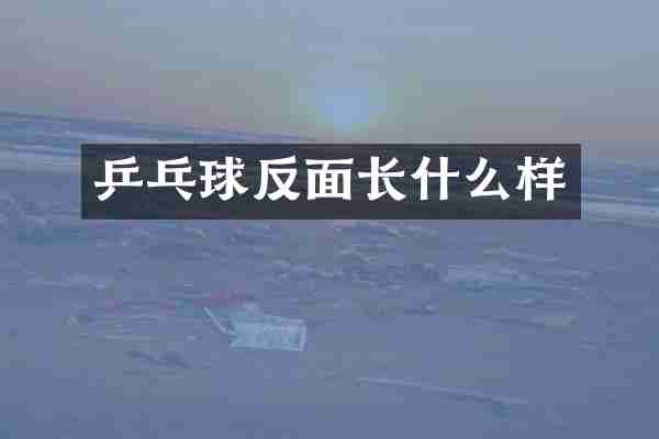 乒乓球反面长什么样
