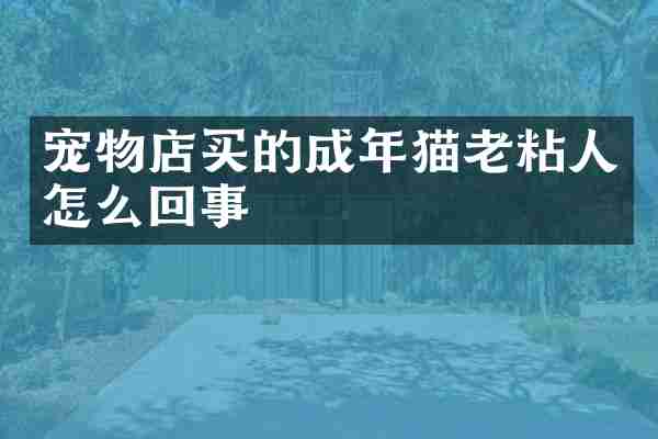 宠物店买的成年猫老粘人怎么回事