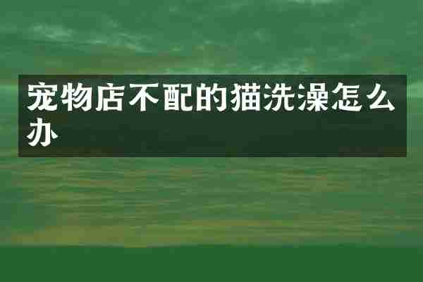 宠物店不配的猫洗澡怎么办