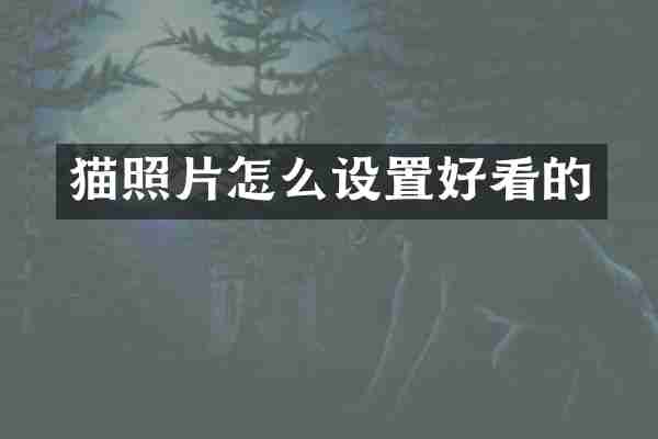 猫照片怎么设置好看的