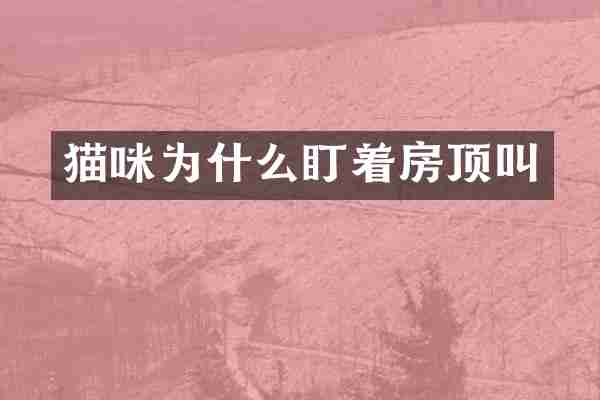 猫咪为什么盯着房顶叫