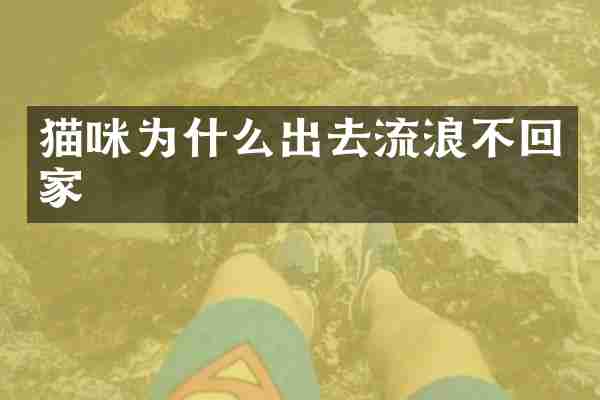 猫咪为什么出去流浪不回家