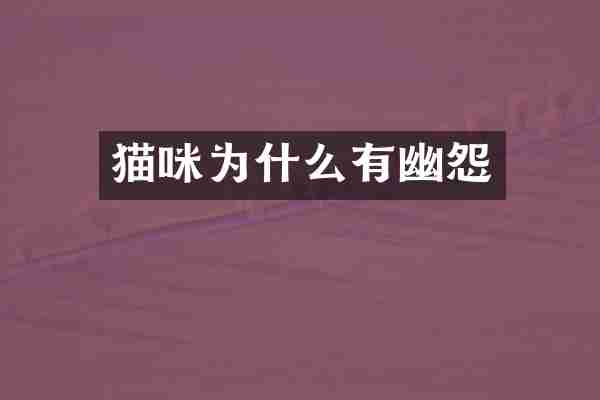 猫咪为什么有幽怨