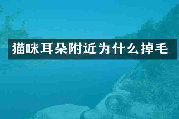 猫咪耳朵附近为什么掉毛