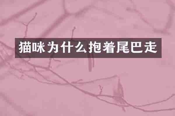 猫咪为什么抱着尾巴走