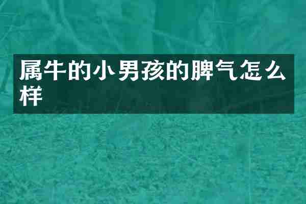 属牛的小男孩的脾气怎么样