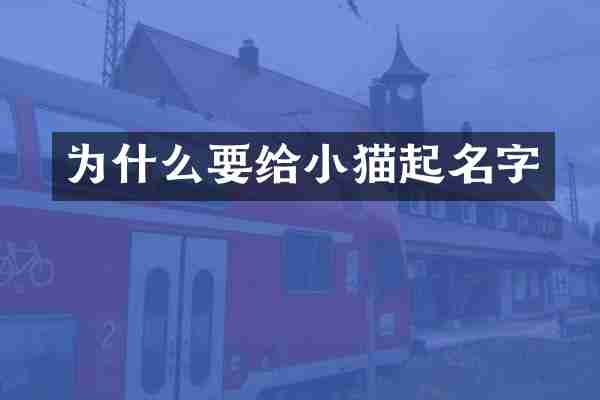 为什么要给小猫起名字