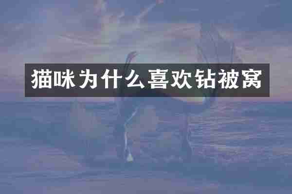 猫咪为什么喜欢钻被窝