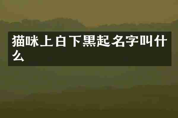 猫咪上白下黑起名字叫什么