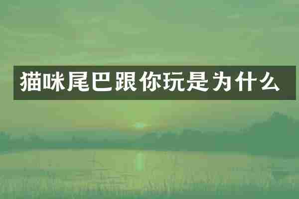 猫咪尾巴跟你玩是为什么