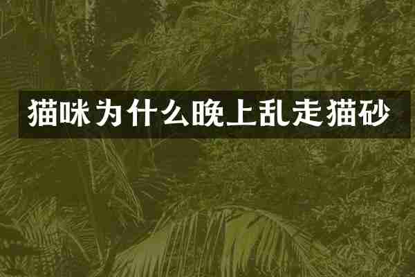 猫咪为什么晚上乱走猫砂