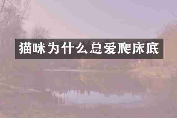 猫咪为什么总爱爬床底