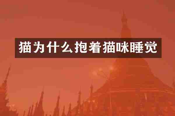 猫为什么抱着猫咪睡觉