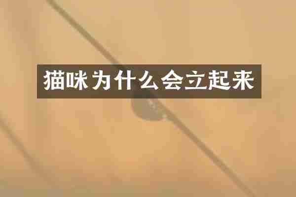 猫咪为什么会立起来